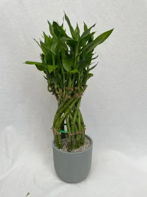 Dracaena sanderiana (Lucky Bamboo)